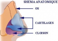 Schéma anatomie du nez